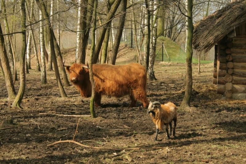 Отель Park Lesny 'U Kaczyny' Rogow Экстерьер фото