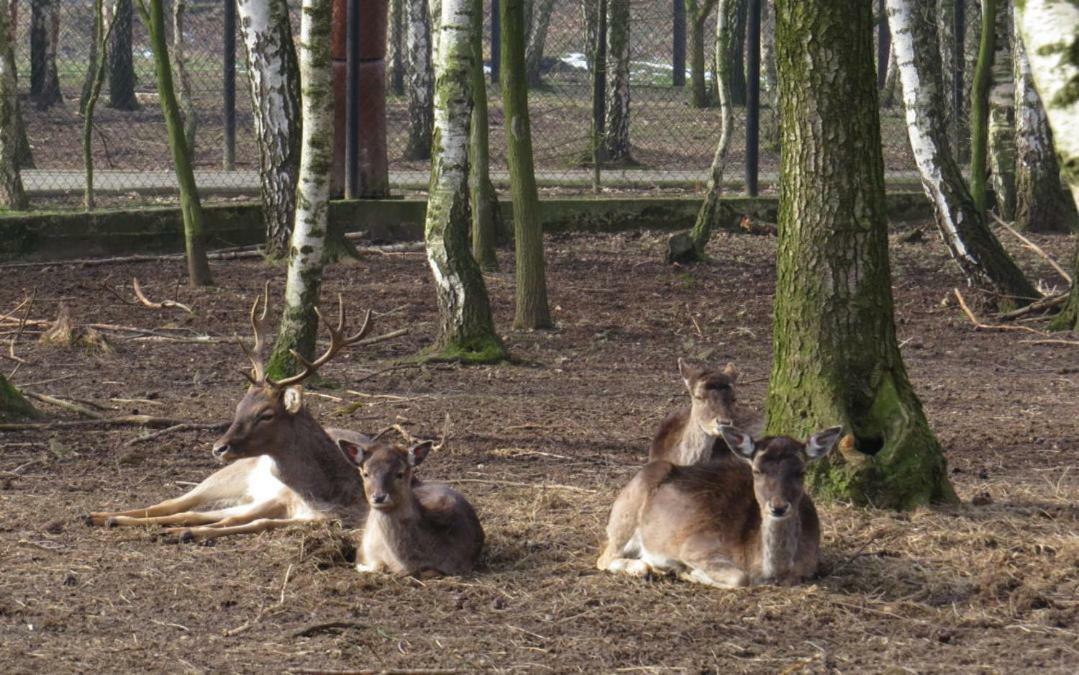 Отель Park Lesny 'U Kaczyny' Rogow Экстерьер фото
